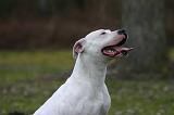 DOGUE ARGENTIN 459